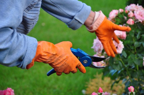 Professional arborist managing trees in New Addington