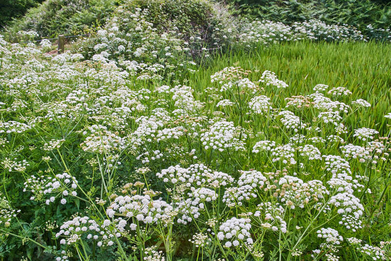 Garden yard