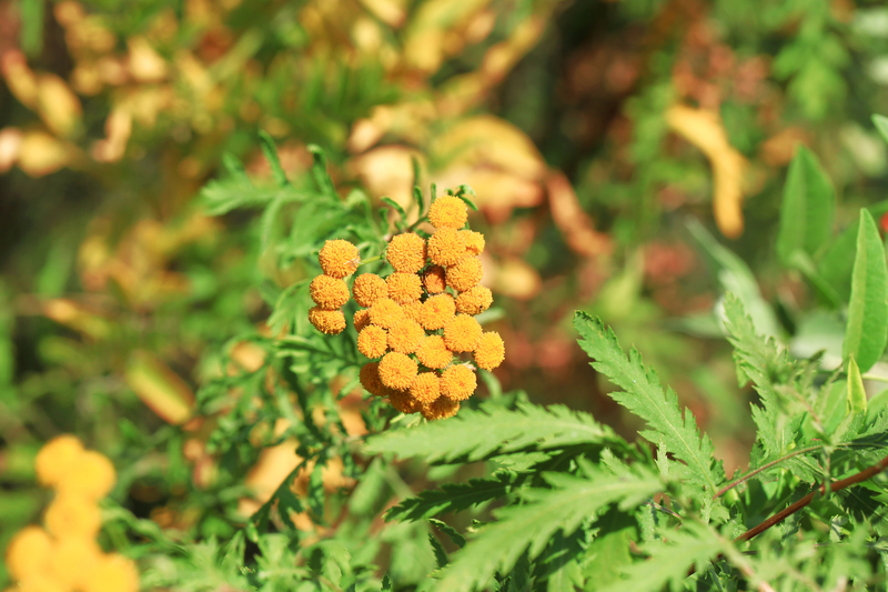 garden care Garden