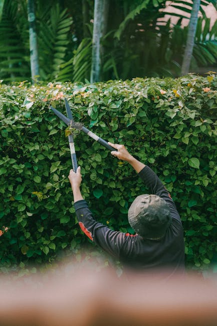 A gardener wearing a dark long-sleeve shirt and a gray cap is trimming a dense, neatly shaped hedge with a pair of hedge shears in an outdoor garden setting. The hedge comprises small, green leaves wi