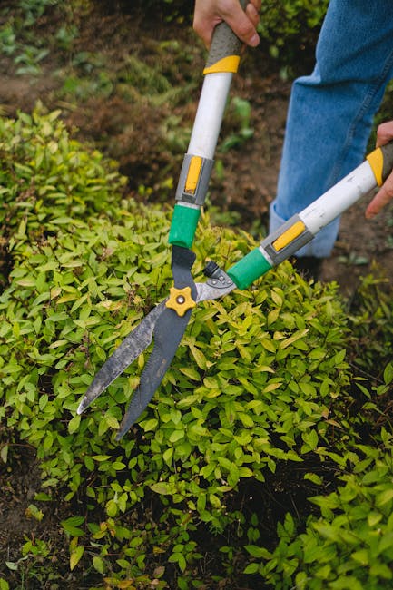 A gardener wearing a dark long-sleeve shirt and a gray cap is trimming a dense, neatly shaped hedge with a pair of hedge shears in an outdoor garden setting. The hedge comprises small, green leaves wi